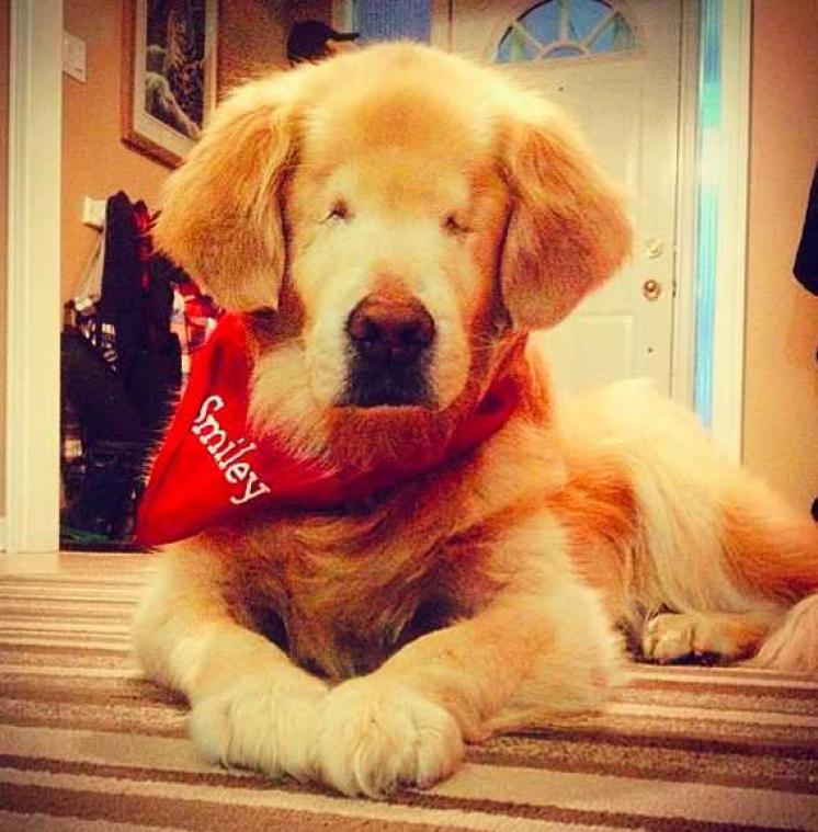 Deze blinde therapiehond tovert een glimlach op je gezicht