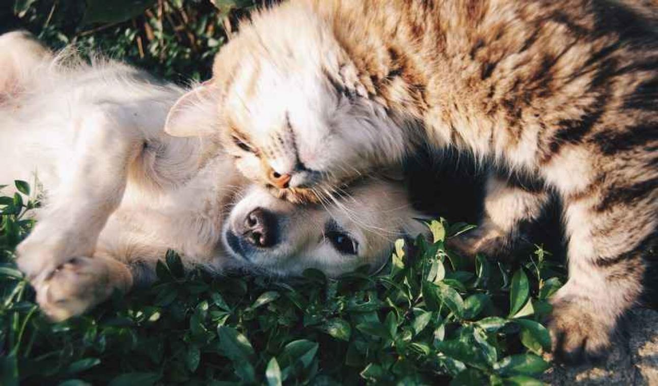 Katten zijn net zo slim als honden volgens wetenschappers