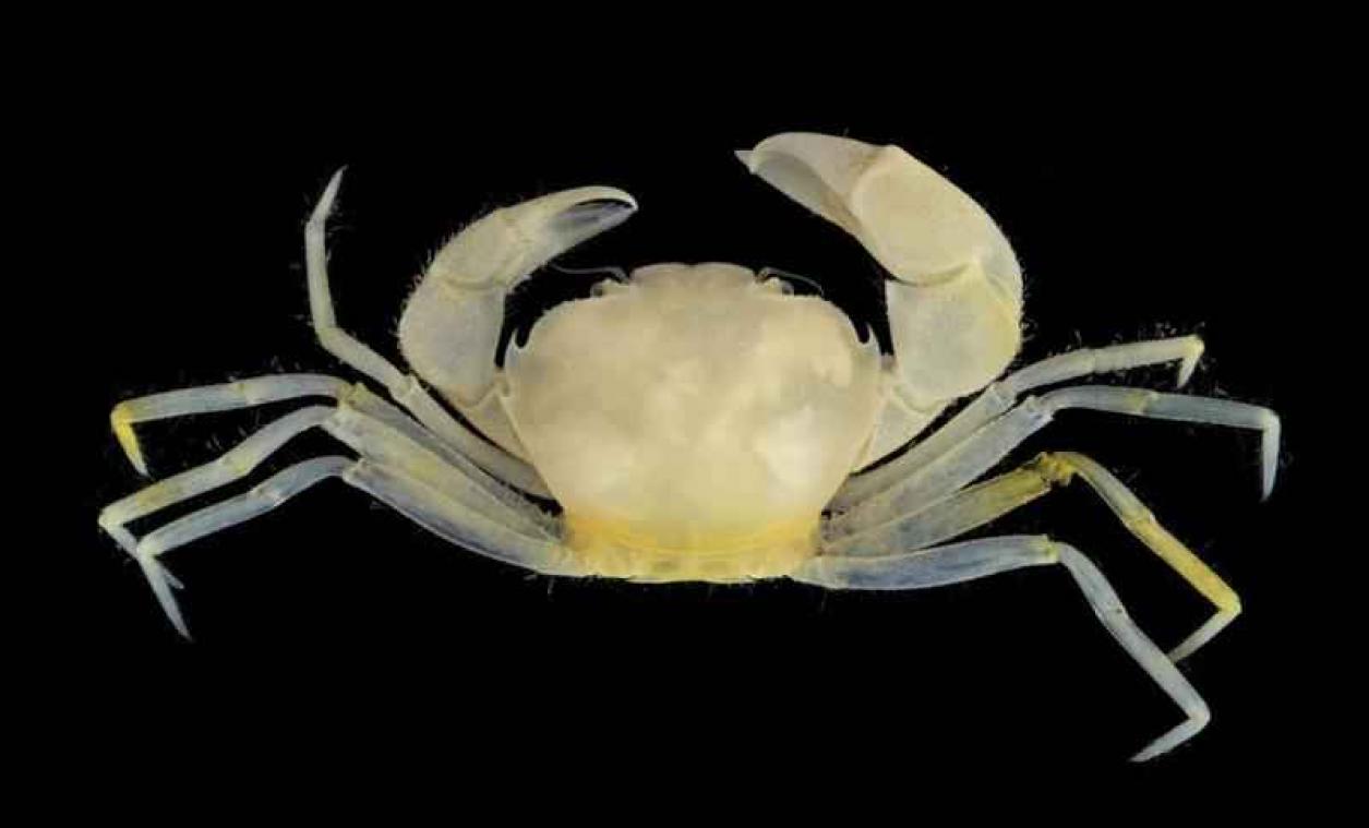 Krab genoemd naar bekend Harry Potter'-personage