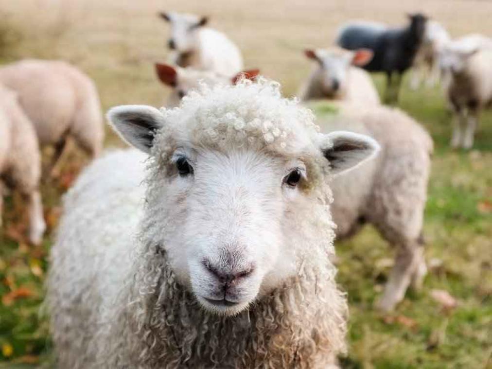Nieuw-Zeelandse rodeo vervangt schaap met man in pak