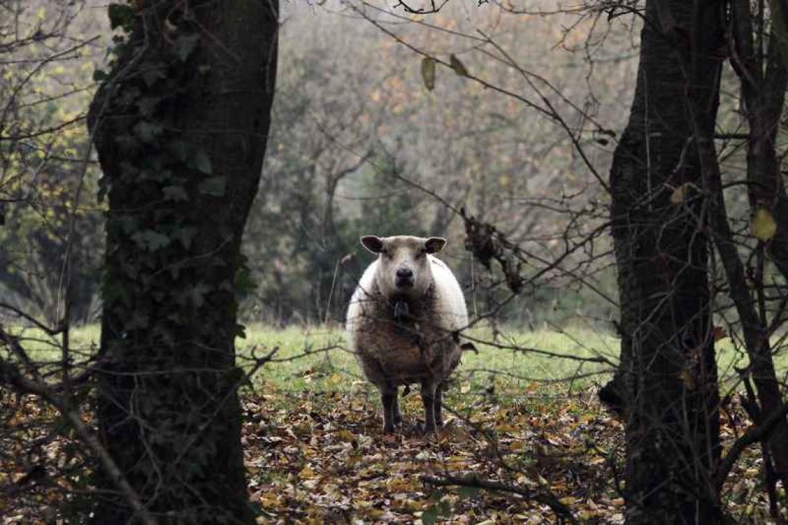 Man doet alsof zijn hond een schaap is