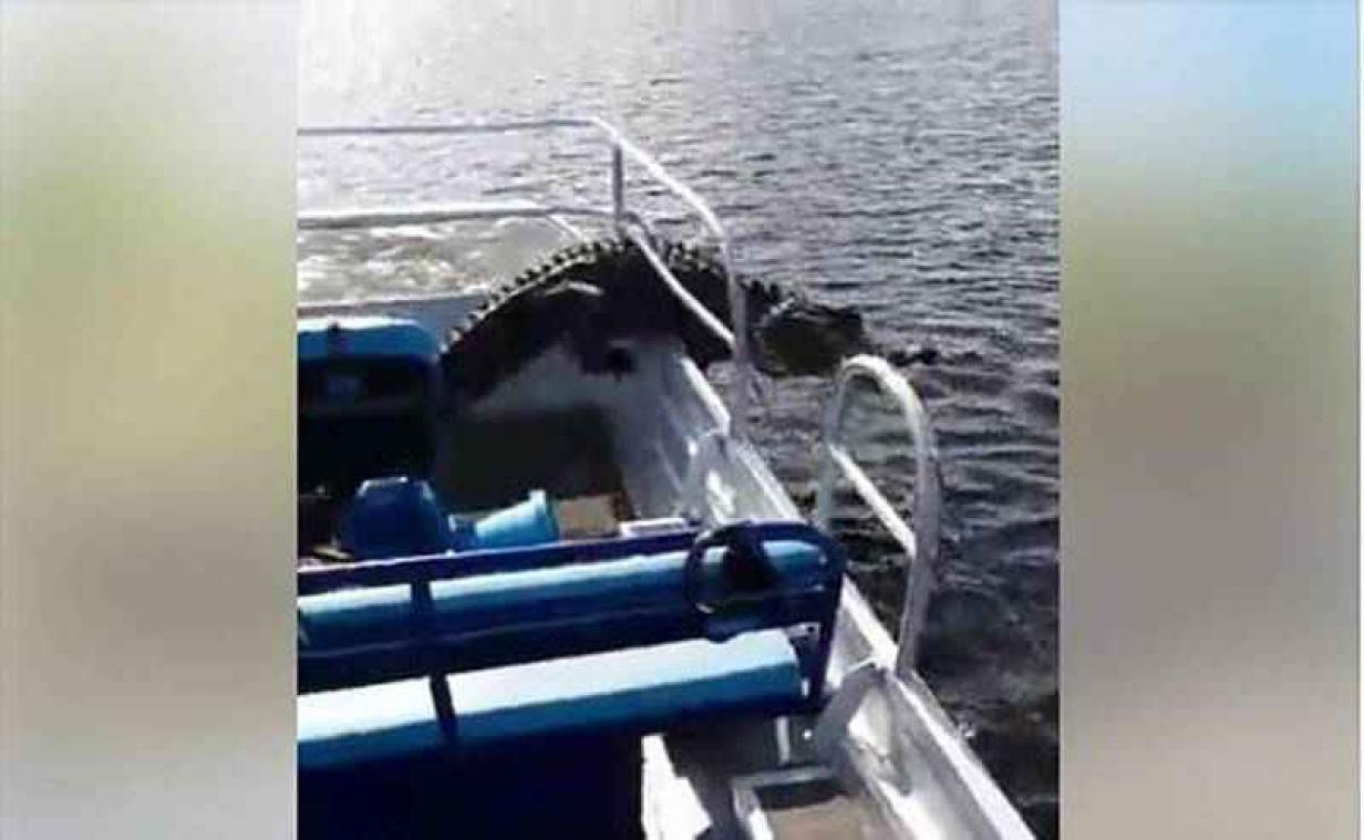 Alligator springt aan boord van toeristenboot