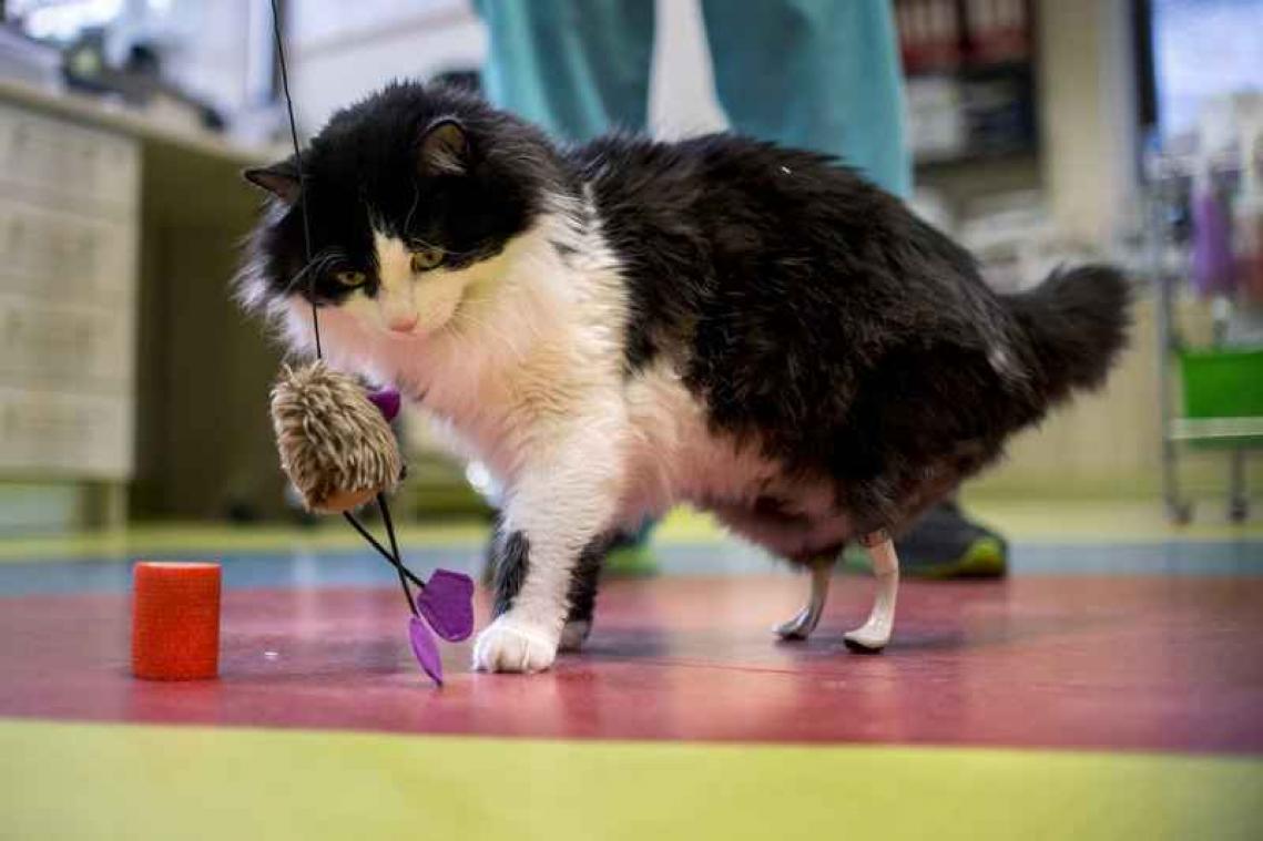 Kat kan weer lopen dankzij kunstmatige achterpoten