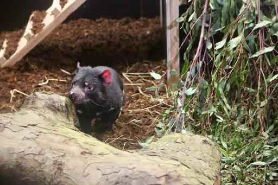 Pairi Daiza verwelkomt Tasmaanse duivels