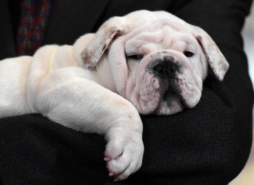 Honden begrijpen je beter na een knuffel