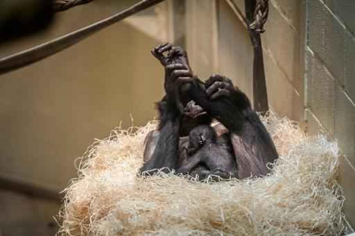 Planckendael zet babyboom voort met kleine bonobo