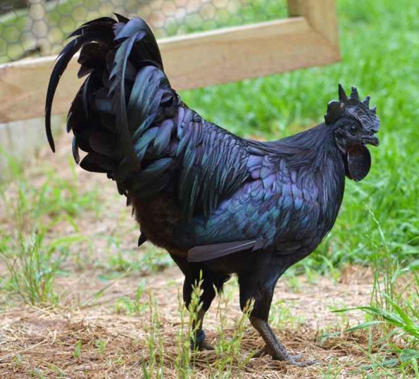 IN BEELD. Deze kippen hebben een pikzwarte gothiclook