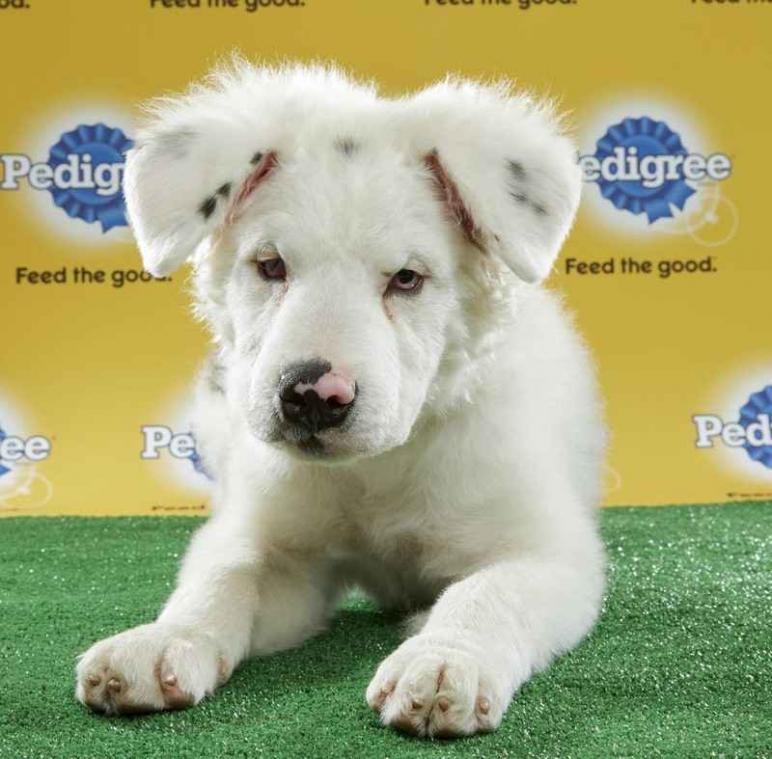 Honden met beperking nemen deel aan eigen Super Bowl