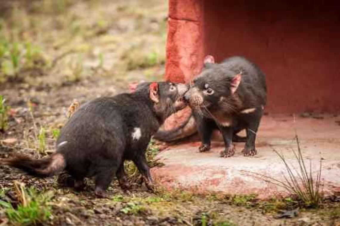 Tasmaanse duivels voor het eerst te zien in dierenpark Planckendael