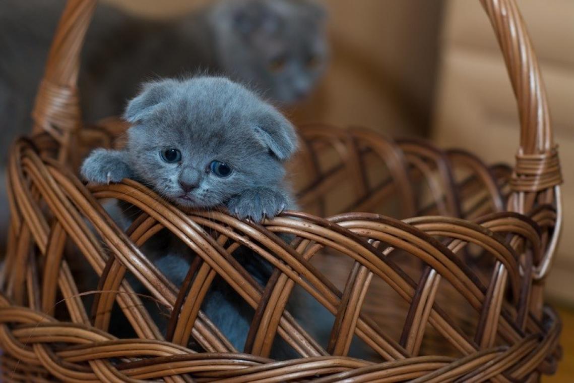 Indiaas schoolboek suggereert om kittens te verstikken