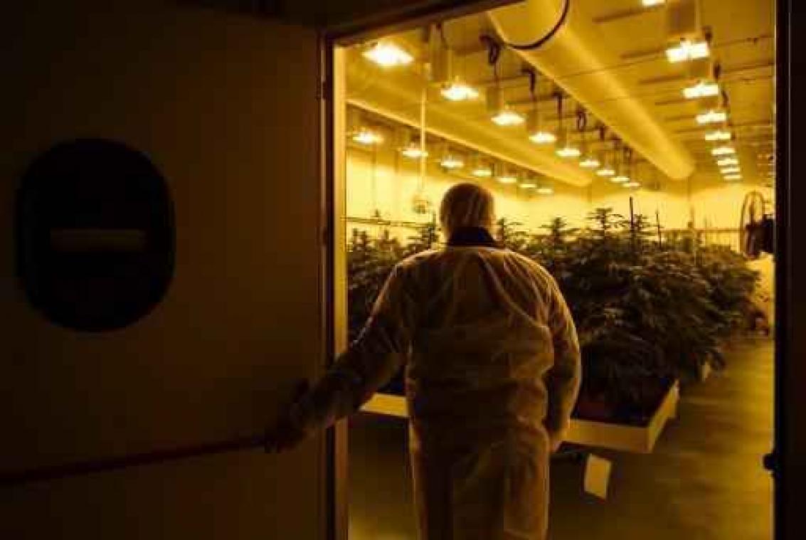 Brussels parket waarschuwt voor app voor cannabisgebruikers