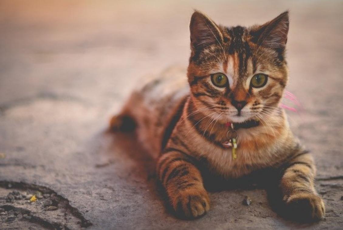 Er bestaat een vijfsterrenhotel voor katten
