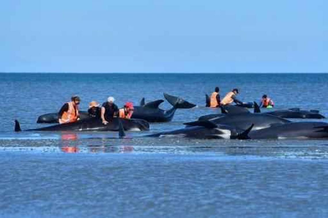 Opnieuw walvissen gestrand in Nieuw-Zeeland