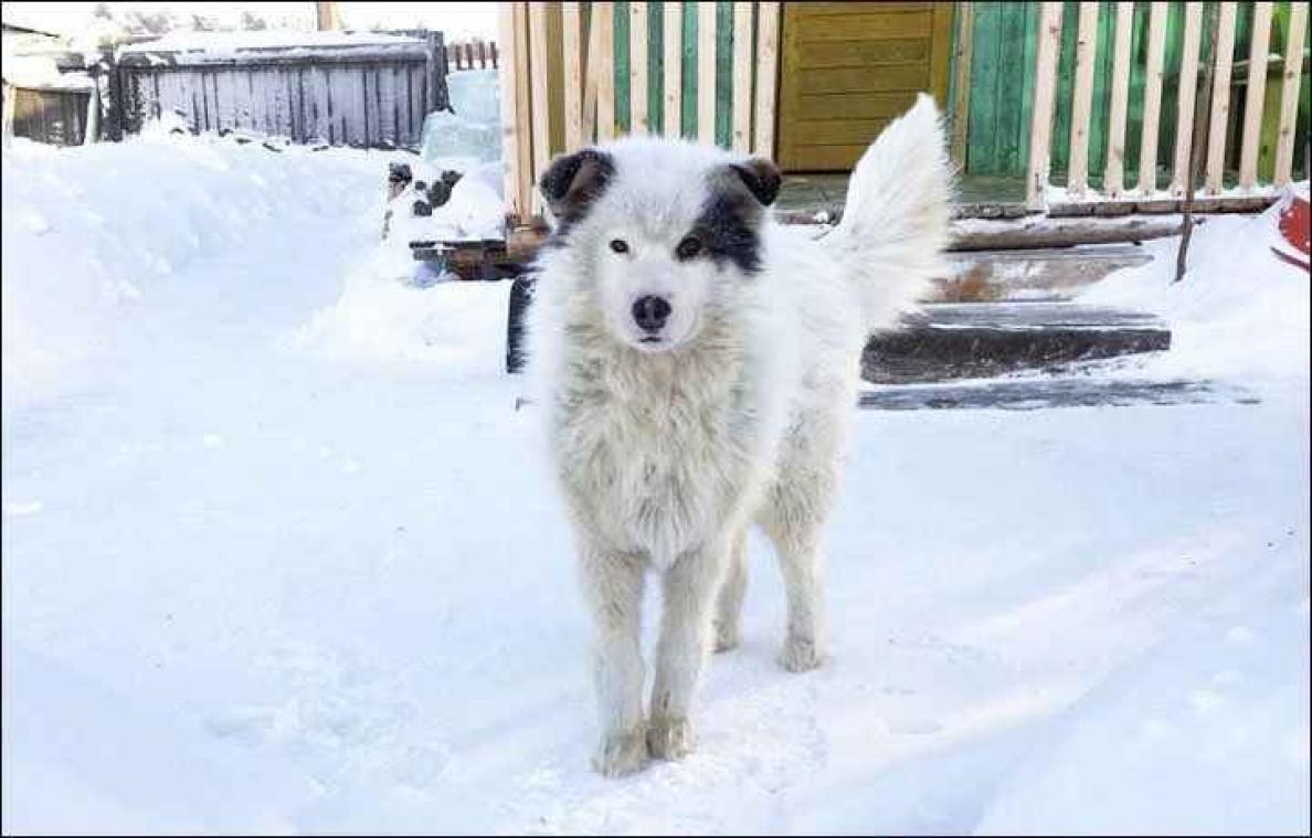 Hond redt peuter door hem twee dagen warm te houden bij vriestemperaturen