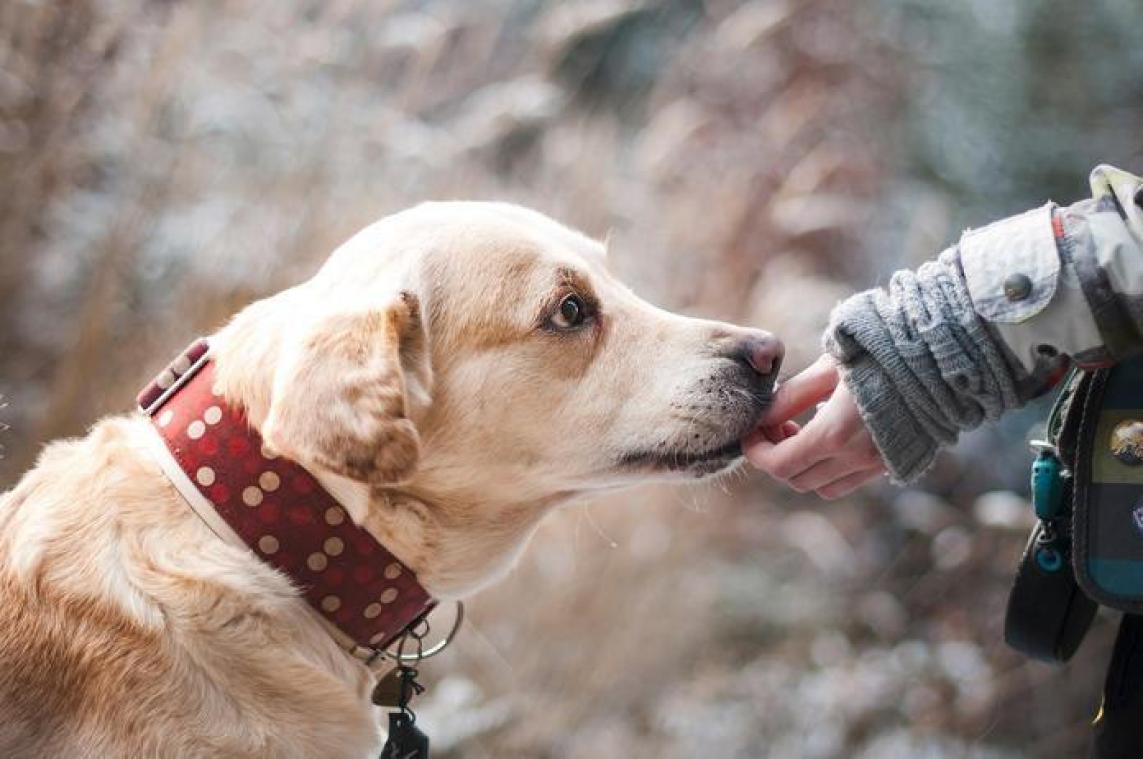 Je hond weet het als je een rotzak bent