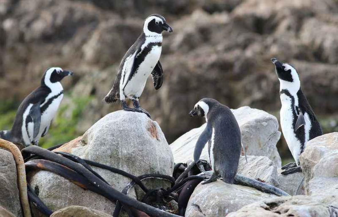 Bedreigde brilpinguïns lopen nog meer gevaar