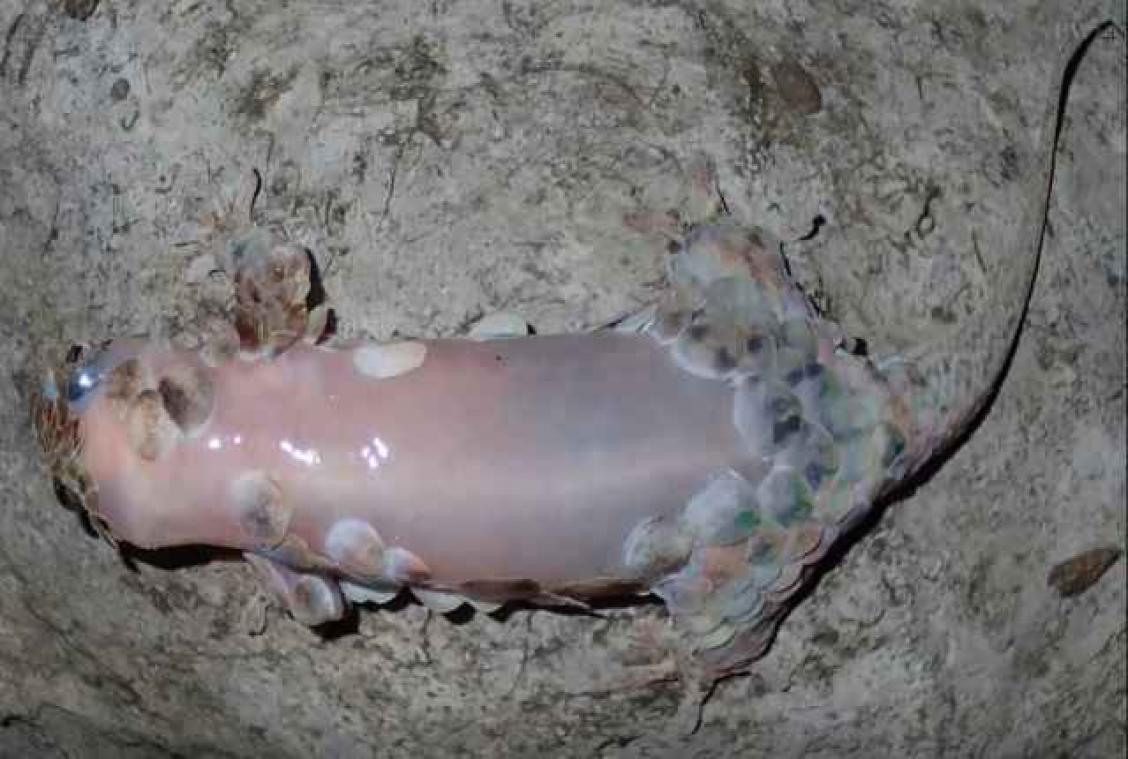 Gekko gaat naakt voor vijanden