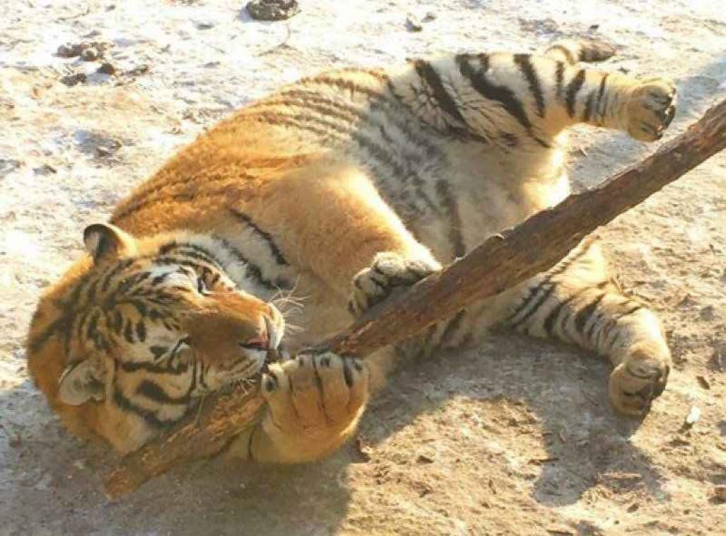 Commotie rond zwaarlijvige tijgers in Chinese zoo