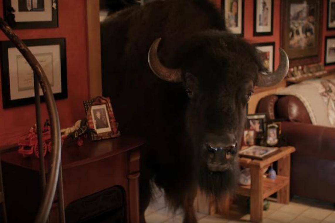 Buffel heeft eigen kamer en ontbijt met baasjes