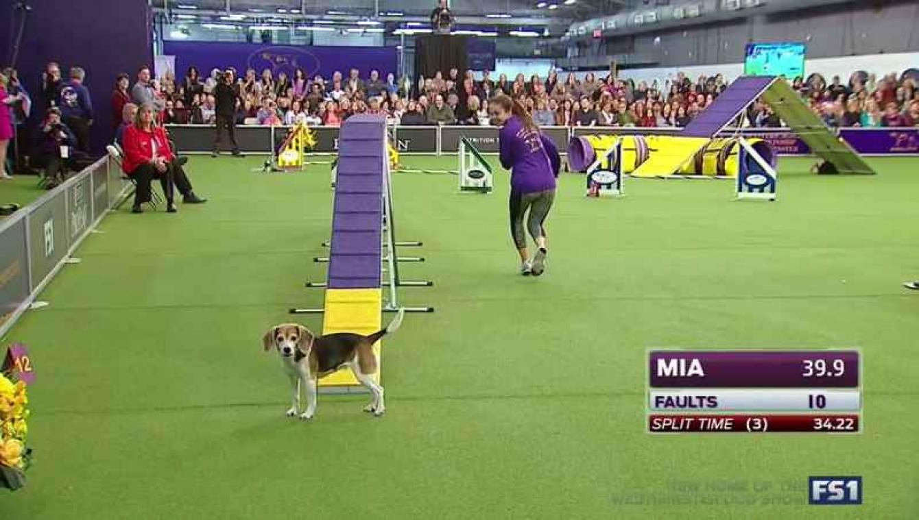 Afgeleide beagle krijgt lachers op de hand tijdens hondenshow