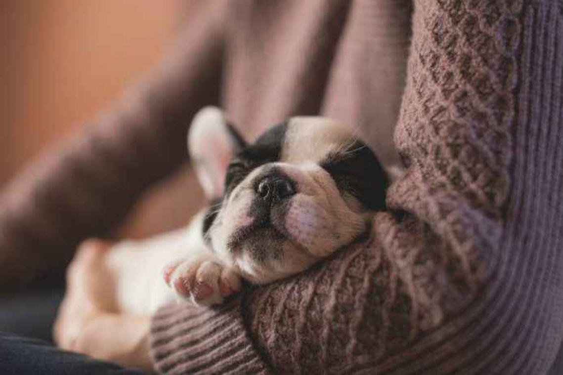 Honden naar hartelust knuffelen in eerste hondencafé