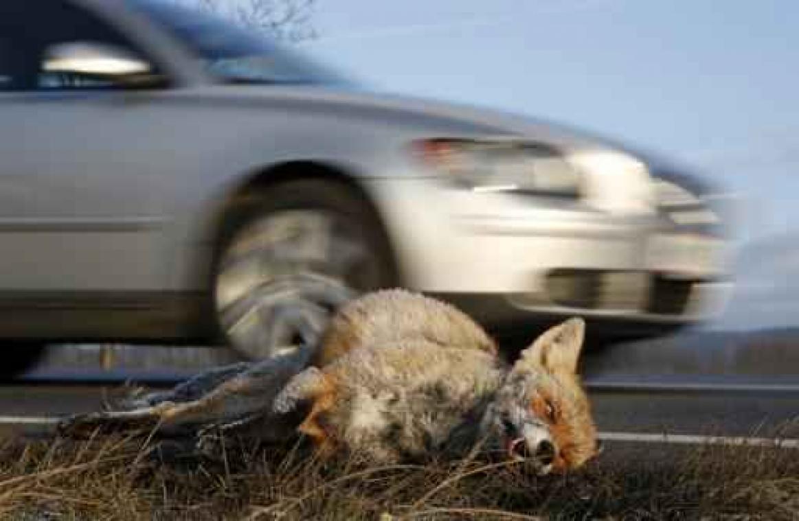 10,9 miljoen dieren stierven in 2016 op Belgische wegen
