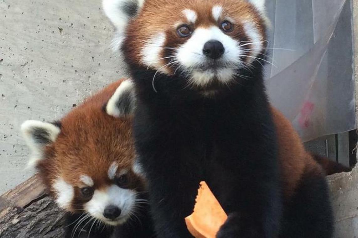Bedreigde rode panda vindt eindelijk de liefde