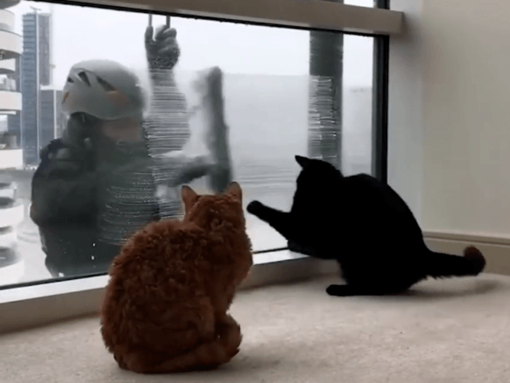 Deze katten amuseren zich rot met ramenlapper