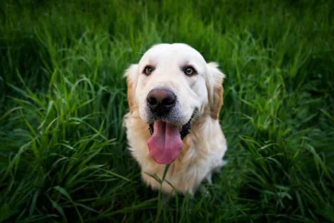 Deze hond windt je zo om haar poten