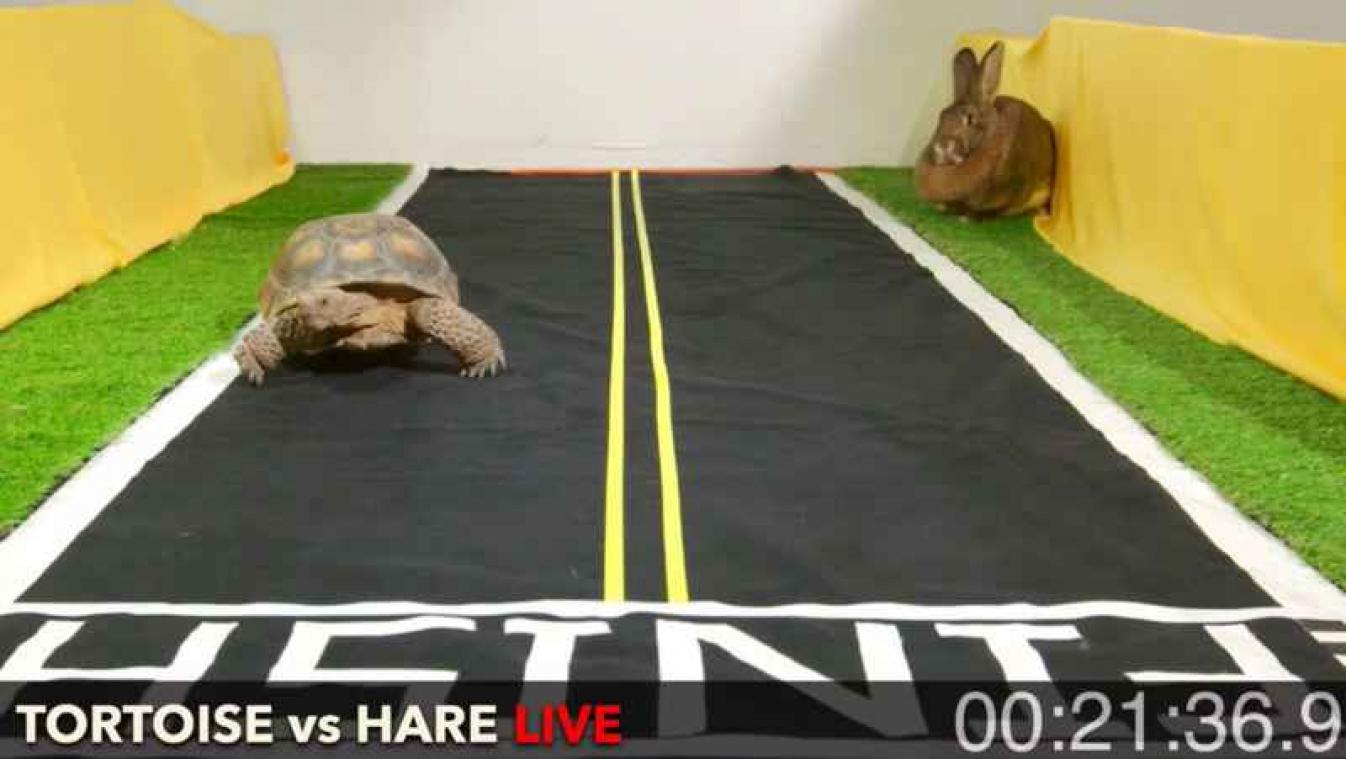 Schildpad wint ook de herkansing tegen haas