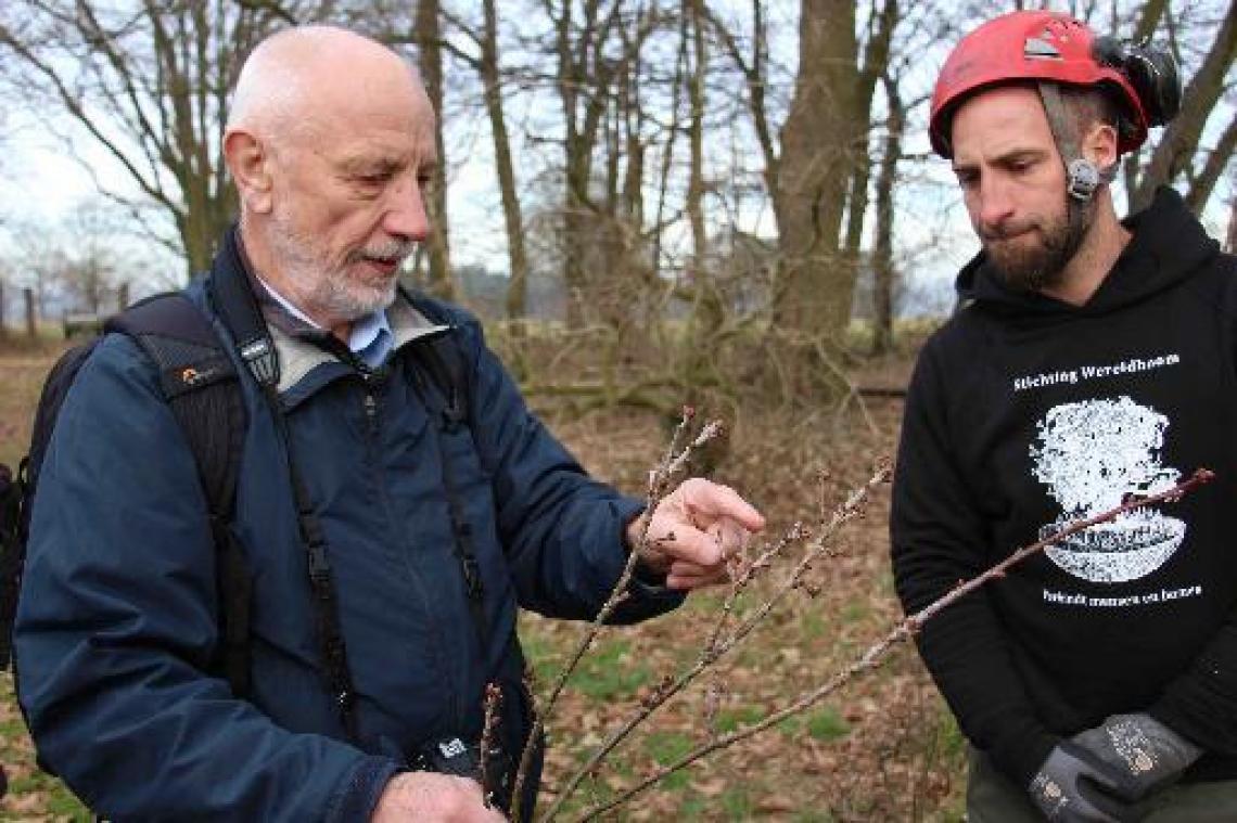 Duizendjarige eik in Lummen gekloond voor nakomelingen