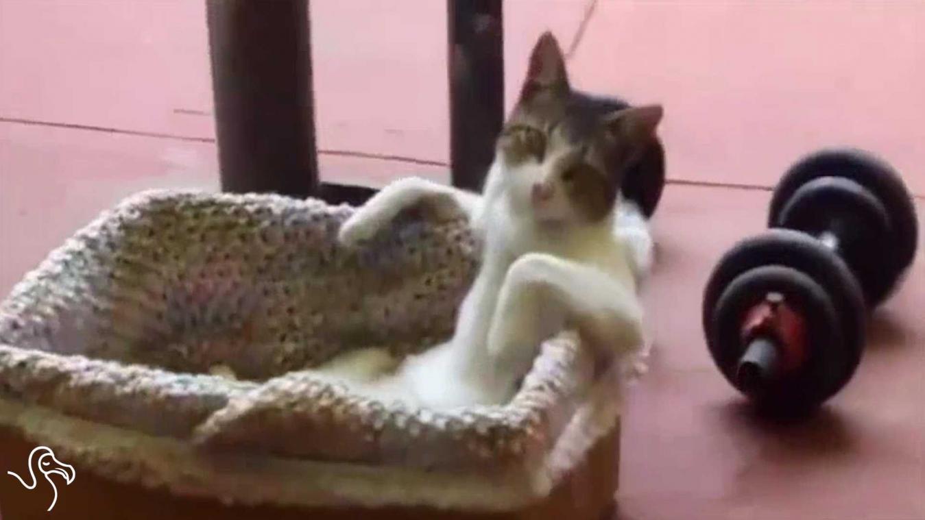 Er zijn er duizenden maar deze kattenvideo moet u gezien hebben