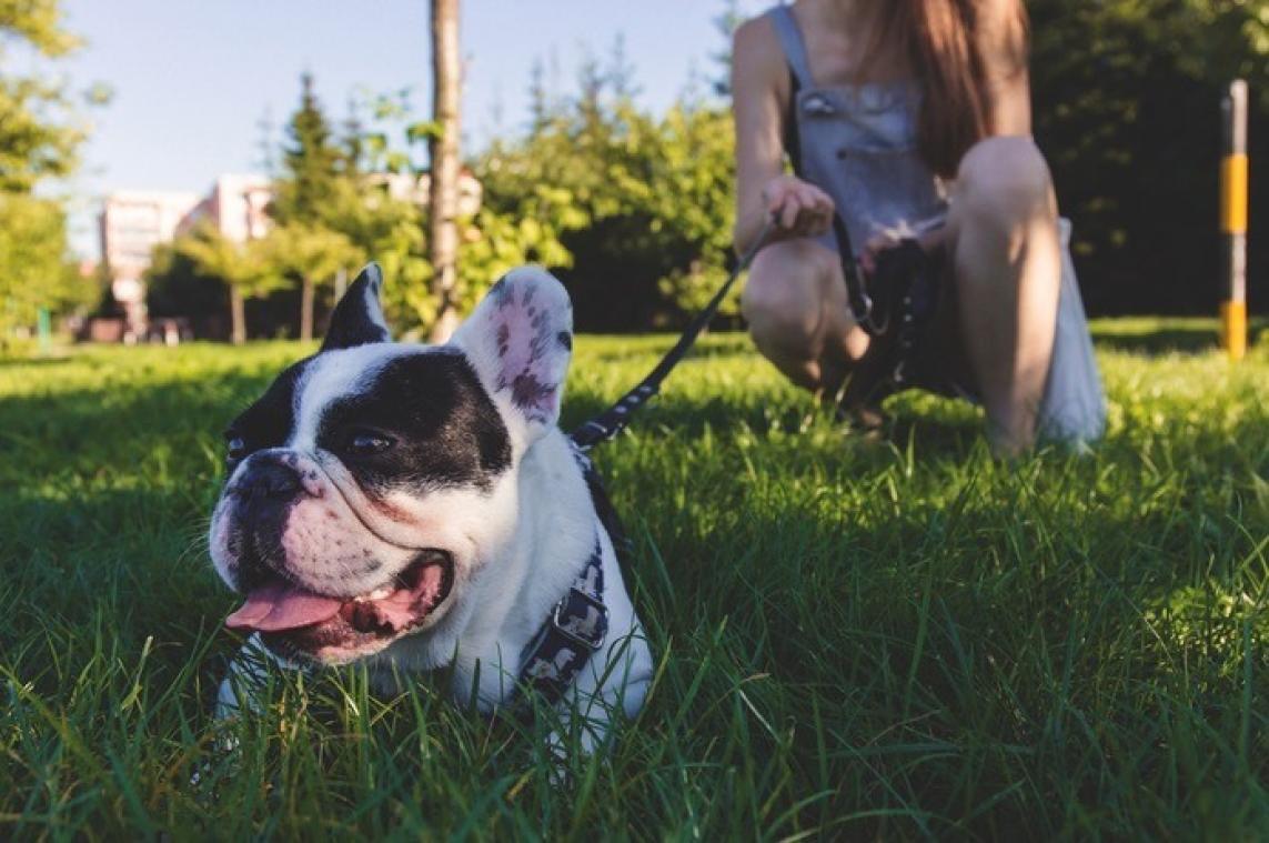 Bewezen: honden lijken écht op hun baasje