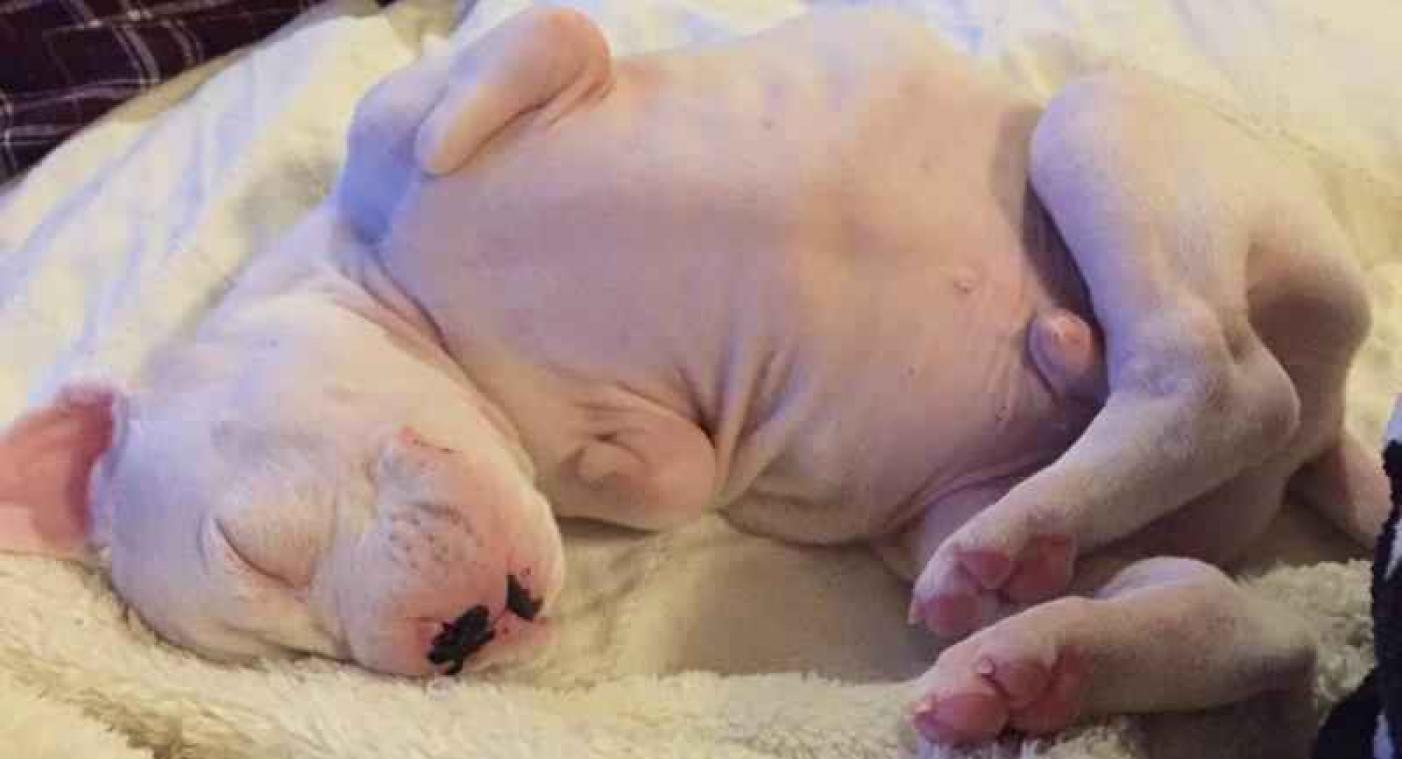 Puppy zonder pootjes krijgt kans op leven