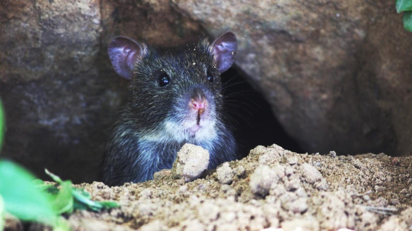 Pientere huisgenoten vegen rat letterlijk het huis uit