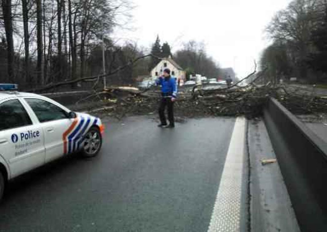 Boom op rijweg tussen Welriekende Dreef en Leonardkruispunt