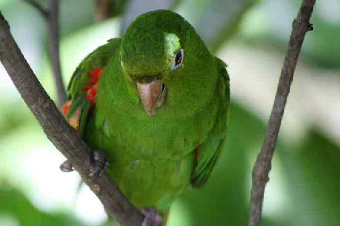 Deze vogel slaat je met verstomming als je hem hoort zingen