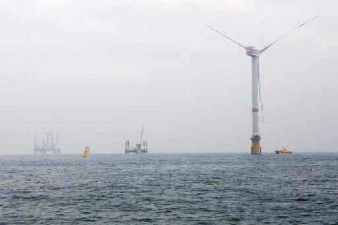 Industrie wil aan de slag met zeewier