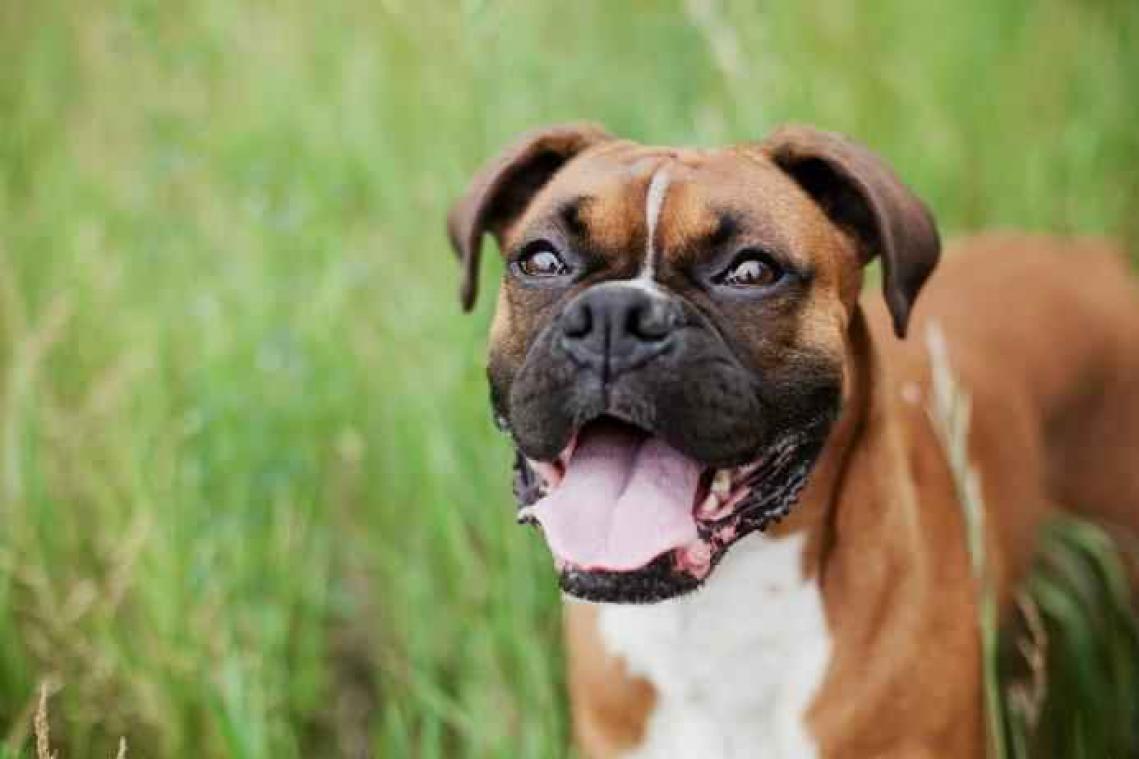 Deze hond krijgt instructies voor zijn volgende baasje mee