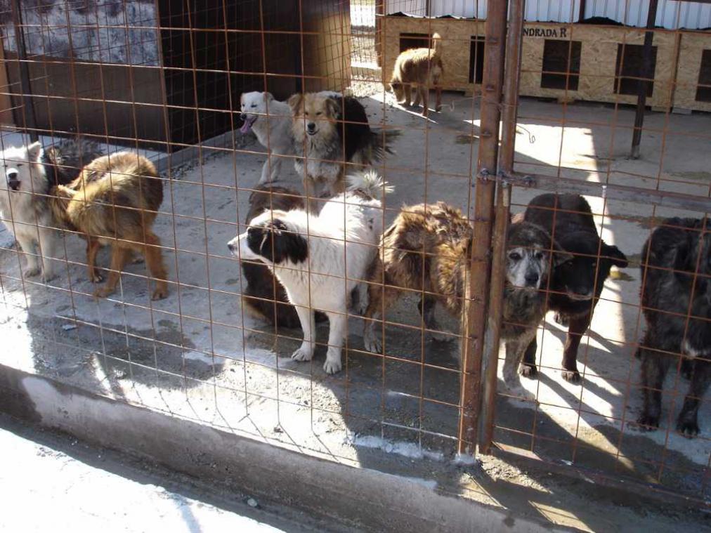 Crowdfunding voor Roemeense honden een succes