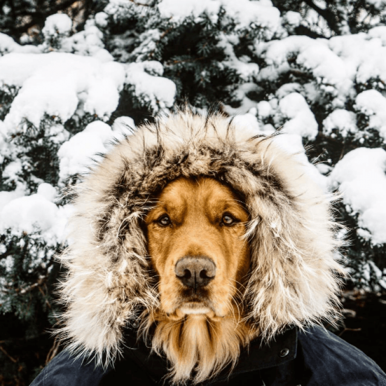 Ontmoet de meest fotogenieke hond van Instagram