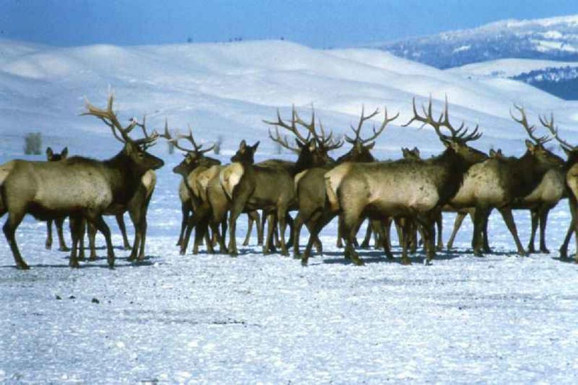 Fotograaf beboet nadat wapiti's schrikken van drone