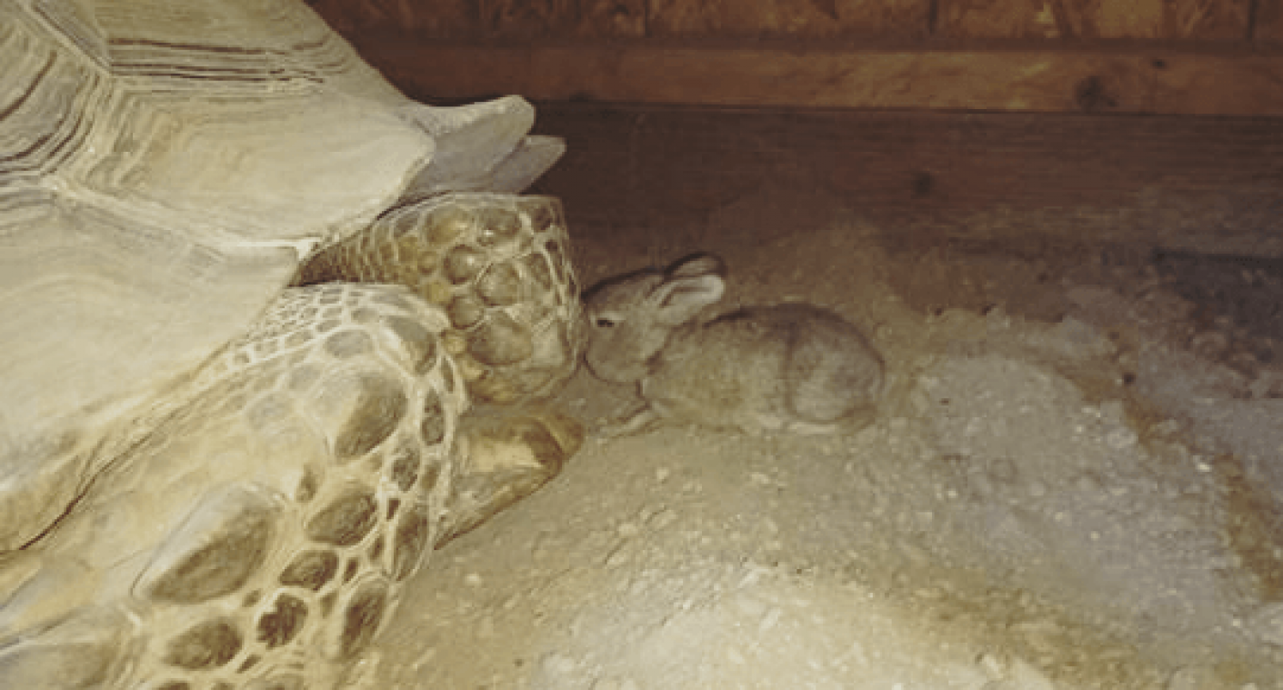 Schildpad en konijn zijn beste maatjes