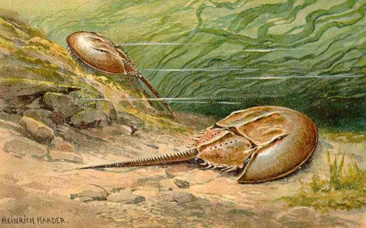 Prehistorische krabben ejaculeerden sperma uit hun kop