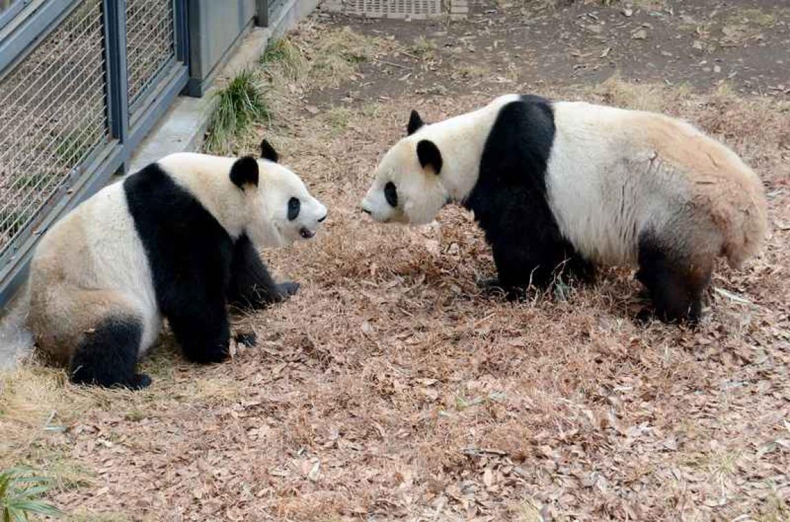 Parende panda's doen restaurantketen floreren