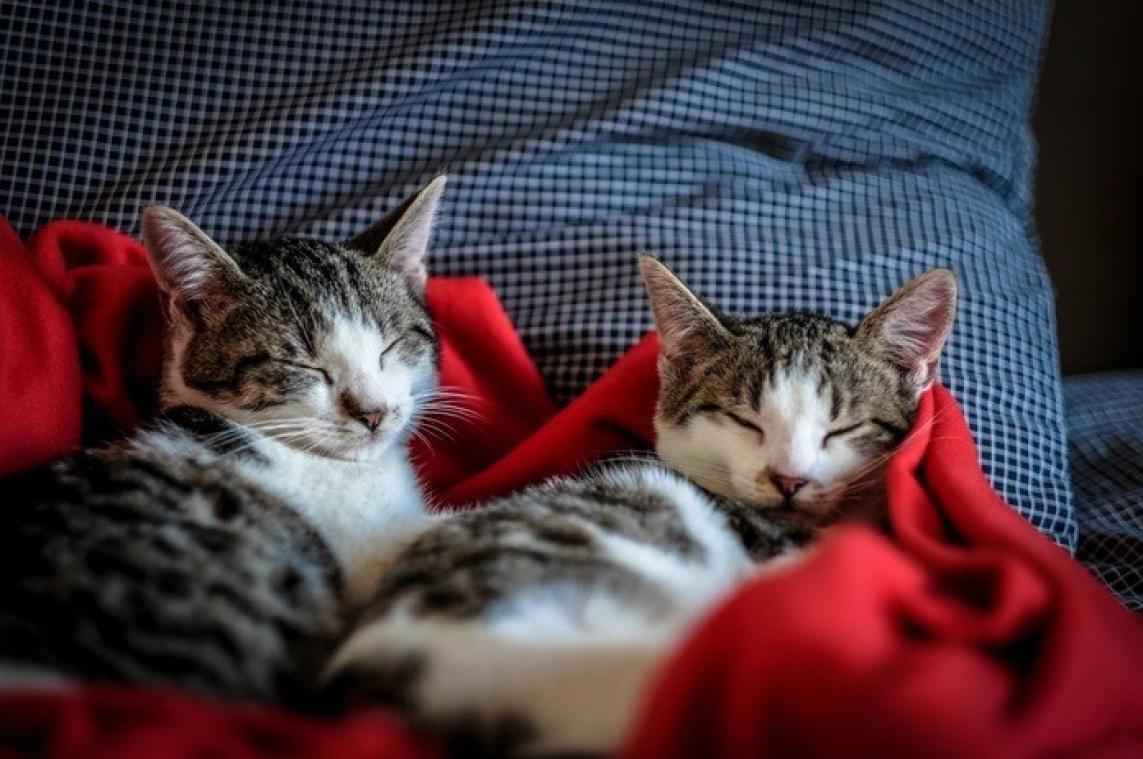 Turkse vrouw zet huis open voor zwerfkatten