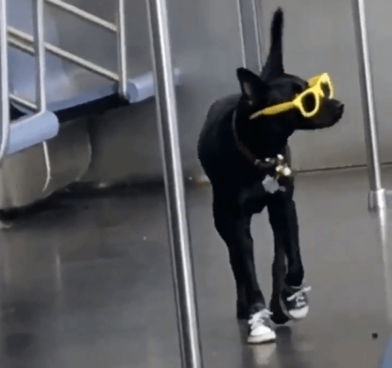 Coole hond wandelt met zonnebril op door de metro