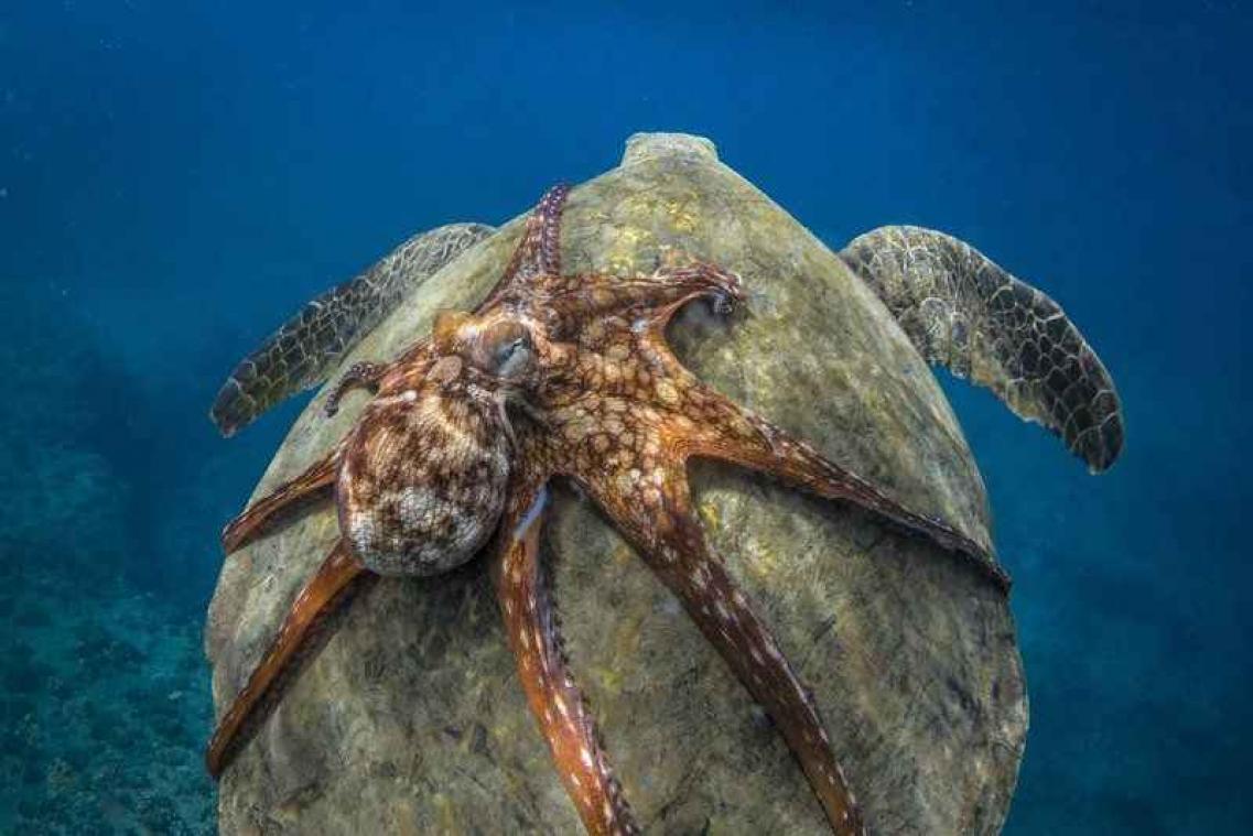IN BEELD: Schildpad en octopus gaan viraal