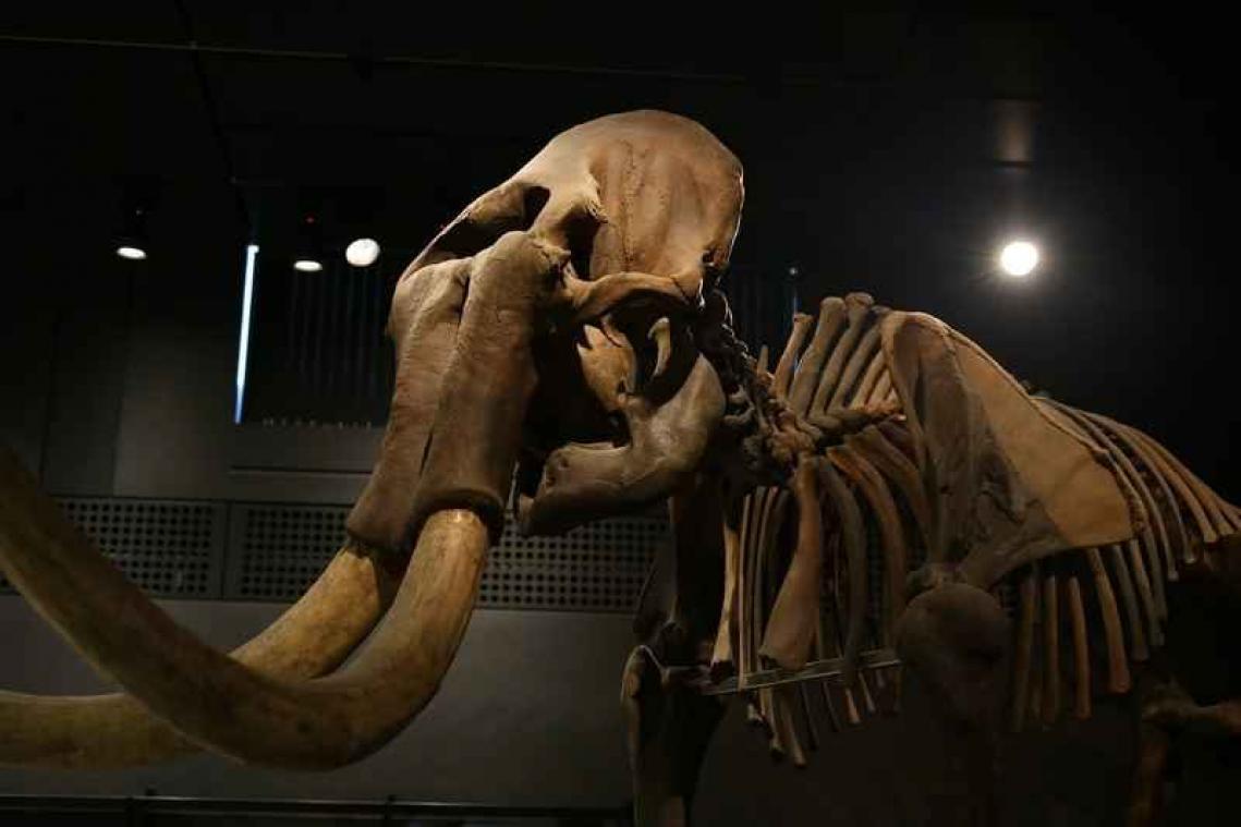 Wolharige mammoet stierf uit door gebrek aan dna-variatie