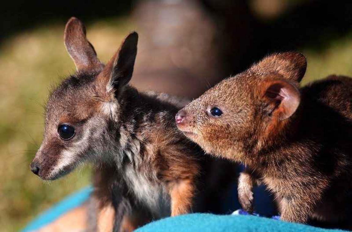 WWF is dolblij met beelden van jonge quokka